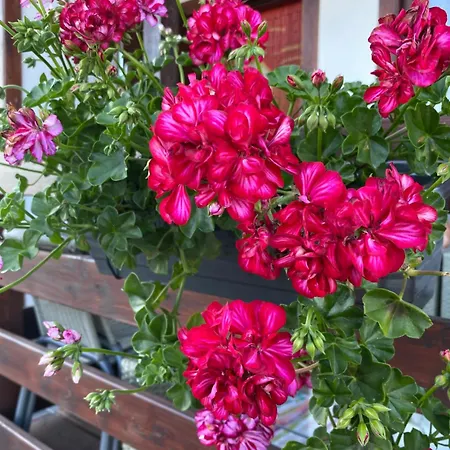 Letniskowe Magnat 700m Od Morza! *