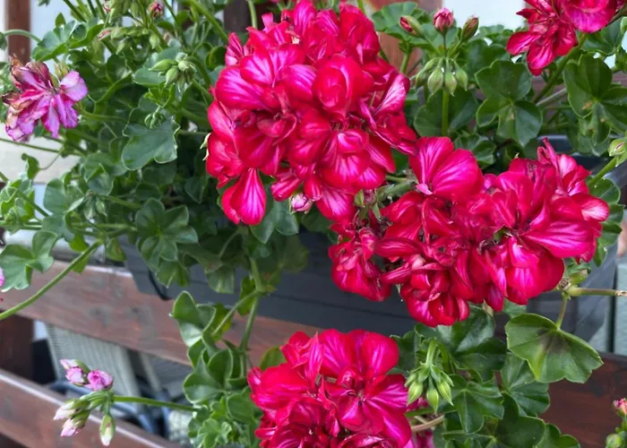 Letniskowe Magnat 700m Od Morza! *